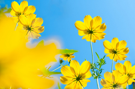 朵黄色花在蓝蓝的天空