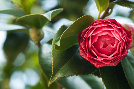 山茶花树图片