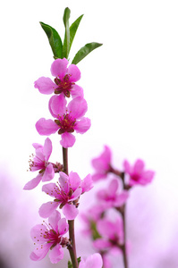 粉红色的花朵