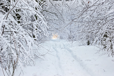 雪覆盖的道路，在冬季森林