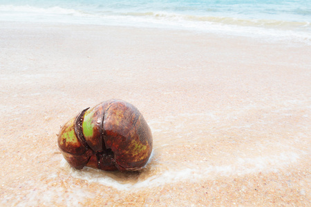 在海滩上的老椰子