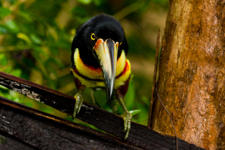 aracari 巨嘴鸟