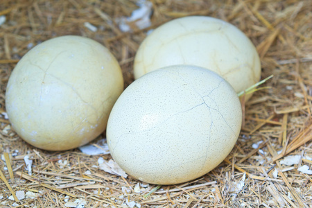 动物鸵鸟蛋图片