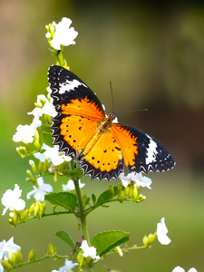 蝴蝶在花园里的白花
