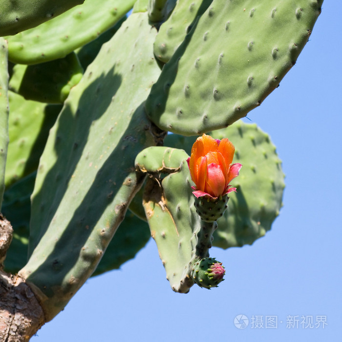 鲜艳的黄色和橙色花朵的仙人掌果 Chollas