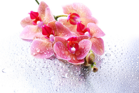 粉红色美丽兰花与滴