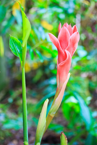 etlingera 姜花卉