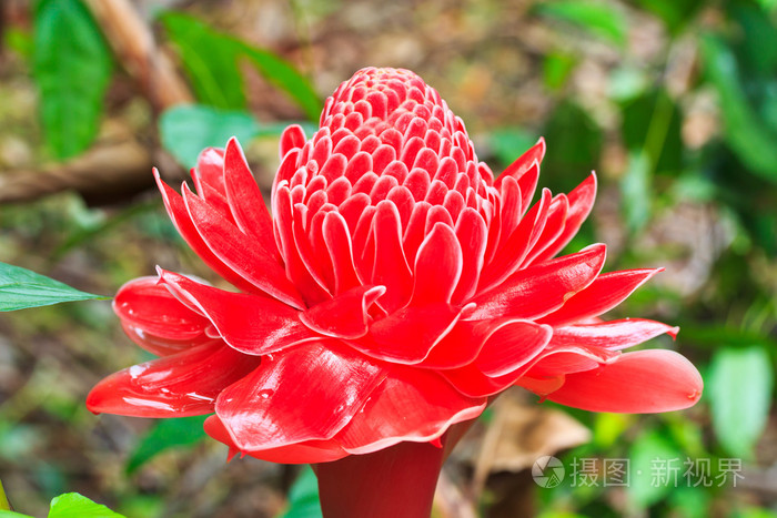 etlingera 姜花卉