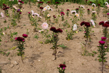 菊花