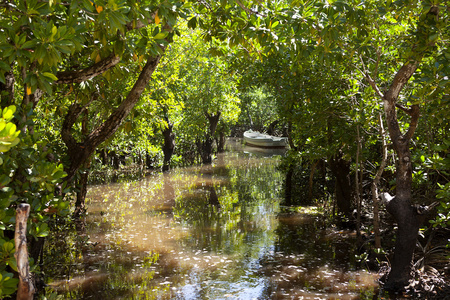 小船在水附近红树林的树木图片