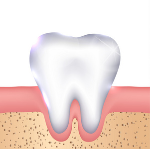 健康的白牙齿 牙龈和骨图