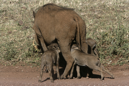 疣猪，Phacochoerus aethiopicus