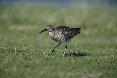 杓鹬，邦国 phaeopus