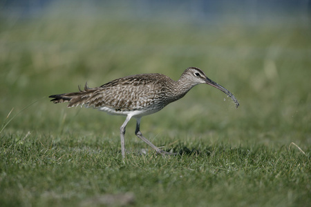 杓鹬，邦国 phaeopus