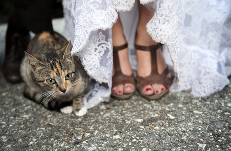 新娘脚和猫