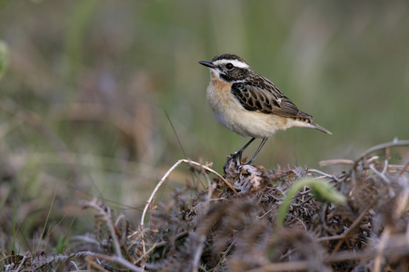 whinchat，岩黄连 rubetra