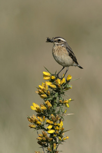 whinchat，岩黄连 rubetra