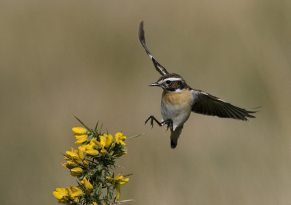 whinchat，岩黄连 rubetra