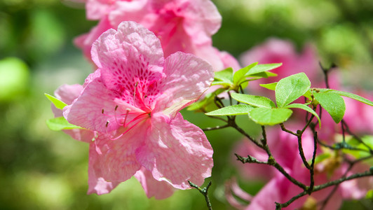 粉红色的杜鹃花花