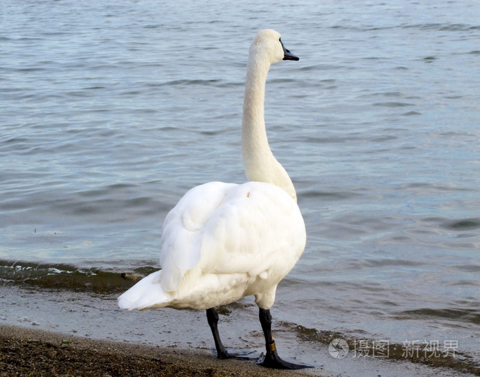 大 3300*2587px无水印下载免费10次/天下载小样发票合同问题/举报天鹅