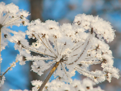 克劳斯和雪花