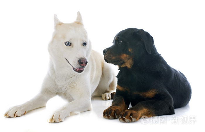 西伯利亚哈士奇犬和罗特韦尔犬