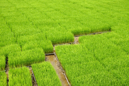 用机器种植水稻幼苗