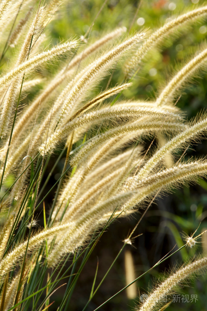 黄花草影响阳光