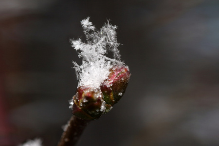 桂枝与漫天飞舞的雪花图片