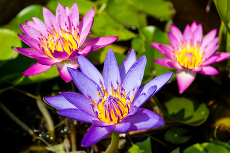 紫莲花河畔。