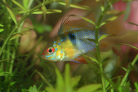 在水族馆的鱼