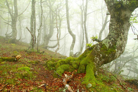 在春天，阿斯图里亚斯的山毛榉森林里的雾。西班牙