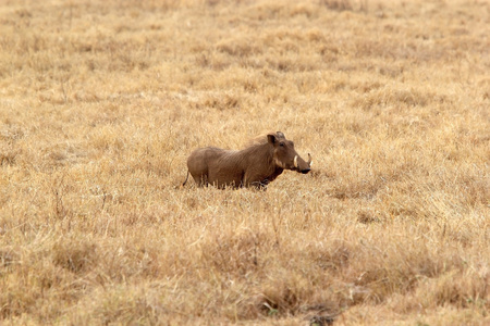 Warthog非洲沙科乔鲁