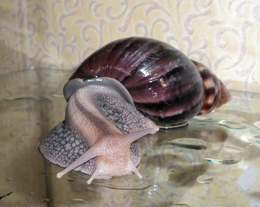 蜗牛褐