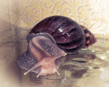 蜗牛 achatina2