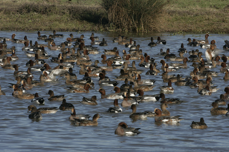 wigeon 艾奈斯佩内洛普