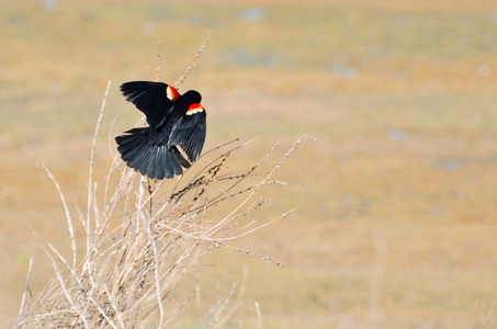 红翼黑鸟栖息在一棵树