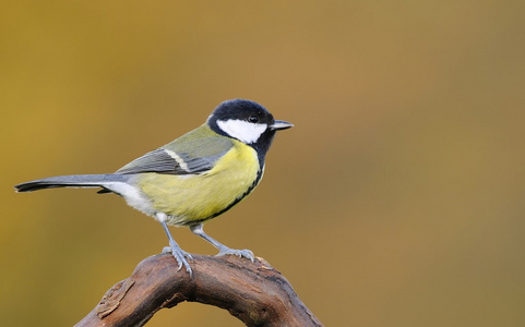 大山雀，parus 主要