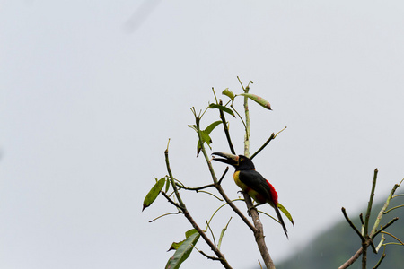 aracari 巨嘴鸟