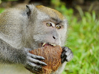一只猴子咬一个椰子的肖像