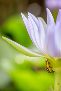 昆虫产卵下紫莲花花瓣