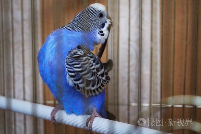 年轻的蓝鹦鹉清洗羽毛