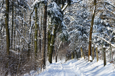 与很多在森林里的雪美丽的冬天