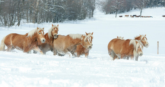 批的 haflingers 一起在冬天