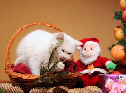 白色的猫玩圣诞老人