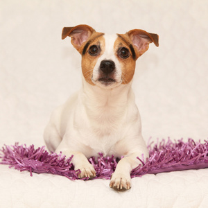 可爱的杰克罗素梗犬躺在紫色毛毯