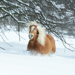 haflinger 与长长的鬃毛，雪中奔跑