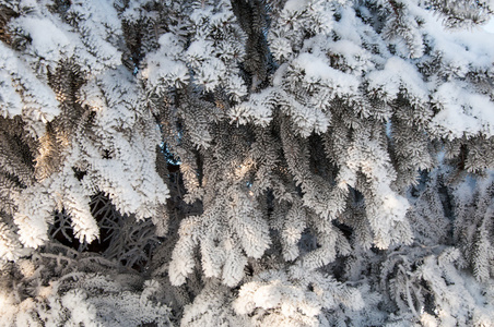 云杉叶和柔软蓬松的雪花