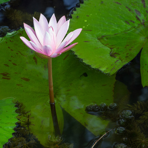 花莲花