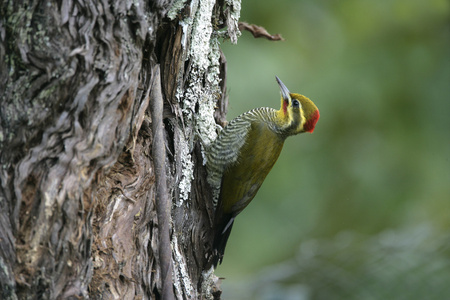 黄眉啄木鸟，piculus aurulentus